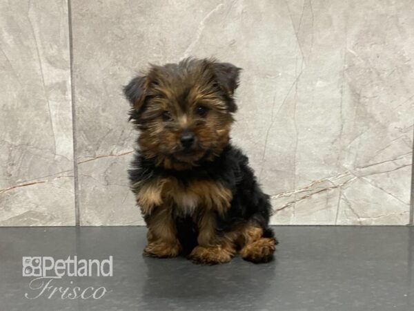 Yorkshire Terrier-DOG-Male-Black and Tan-29029-Petland Frisco, Texas