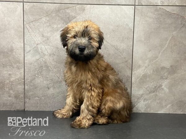 Soft Coated Wheaten Terrier DOG Male Wheaten 29028 Petland Frisco, Texas