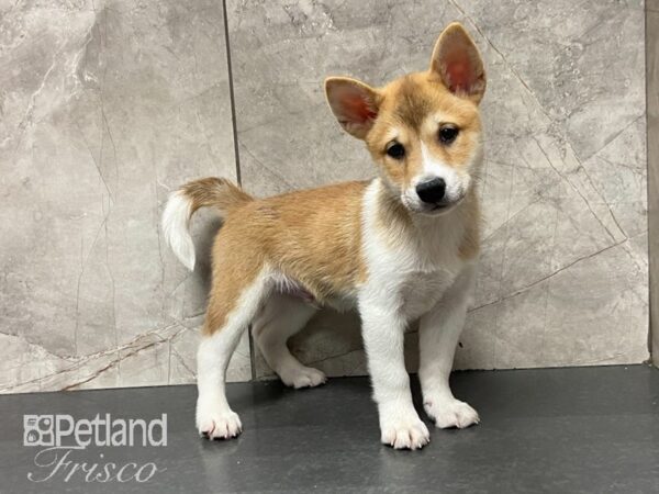 Shiba Inu DOG Male Red and White 29027 Petland Frisco, Texas