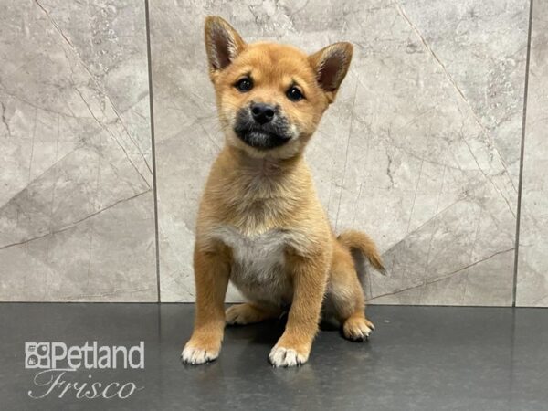 Shiba Inu-DOG-Male-Red-29026-Petland Frisco & Mckinney, Texas