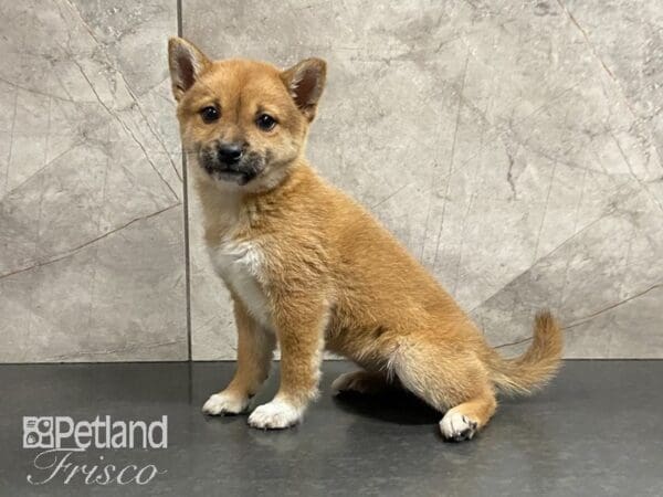 Shiba Inu-DOG-Female-Red-29025-Petland Frisco, Texas