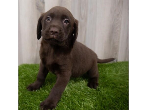 Labrador Retriever DOG Female Chocolate 29041 Petland Frisco, Texas