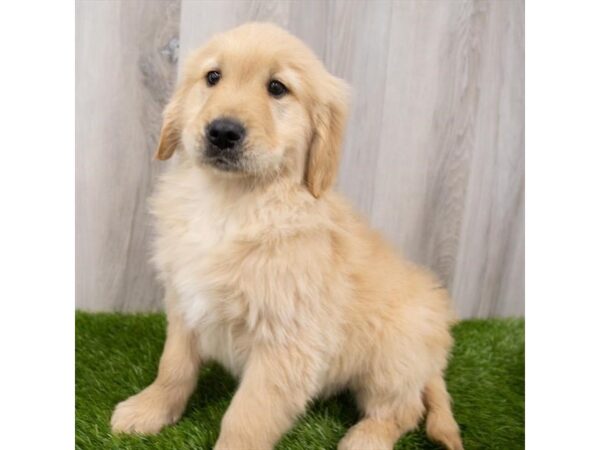Golden Retriever-DOG-Male-Golden-29040-Petland Frisco & Mckinney, Texas