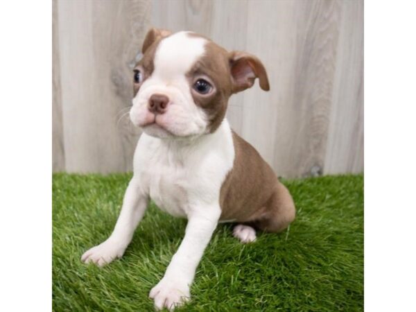 Boston Terrier DOG Male Seal / White 29038 Petland Frisco, Texas