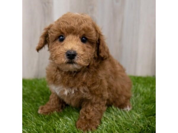 Bichapoo DOG Male Red 29051 Petland Frisco, Texas