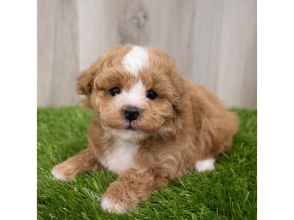 Maltipoo DOG Female Red 29054 Petland Frisco, Texas