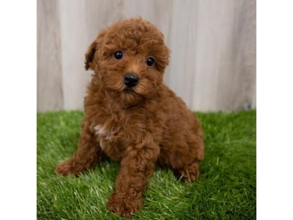 Miniature Poodle DOG Female Dark Red 29043 Petland Frisco, Texas