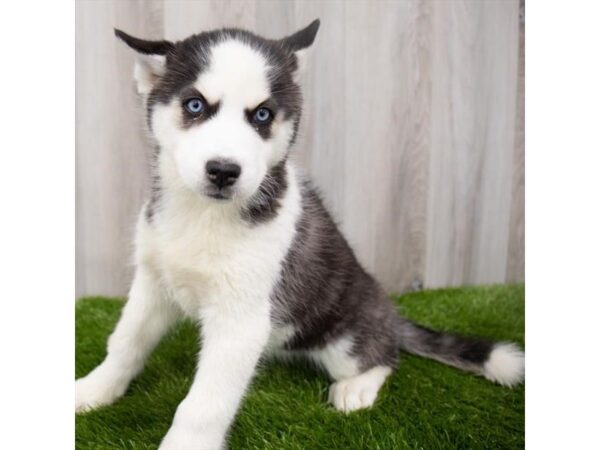 Siberian Husky DOG Female Black / White 29045 Petland Frisco, Texas