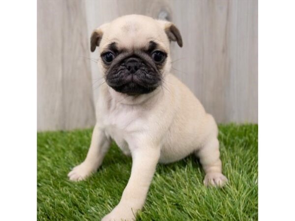 Pug DOG Female Fawn 29044 Petland Frisco, Texas