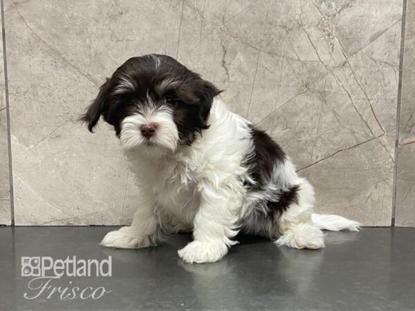 Havanese DOG Male White 29068 Petland Frisco, Texas