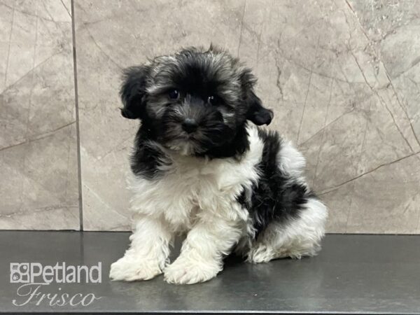 Havanese-DOG-Male-White-29067-Petland Frisco, Texas