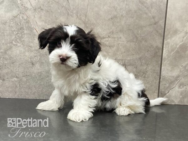 Havanese-DOG-Male-White & Chocolate-29066-Petland Frisco & Mckinney, Texas