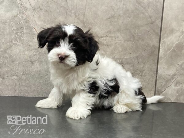 Havanese DOG Male White & Chocolate 29066 Petland Frisco, Texas