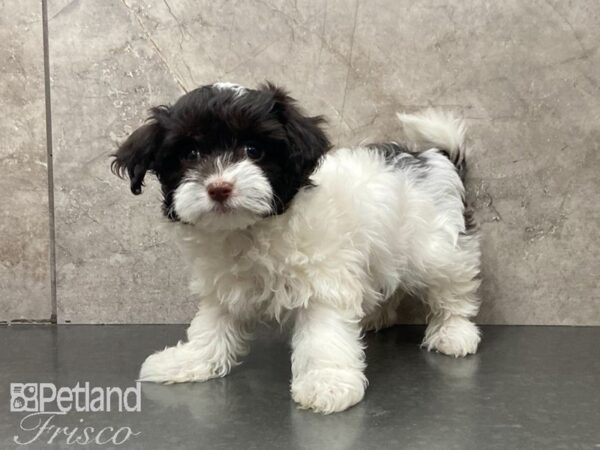 Havanese DOG Female White 29065 Petland Frisco, Texas