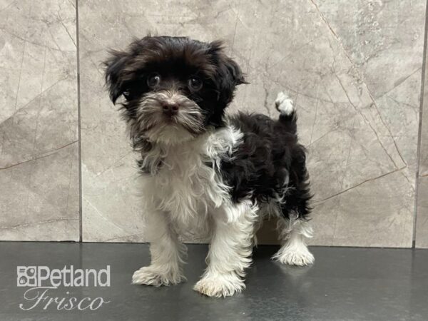 Havanese-DOG-Female-Black & White-29064-Petland Frisco, Texas