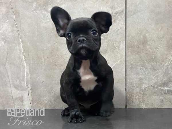 French Bulldog-DOG-Male-Brindle-29063-Petland Frisco, Texas