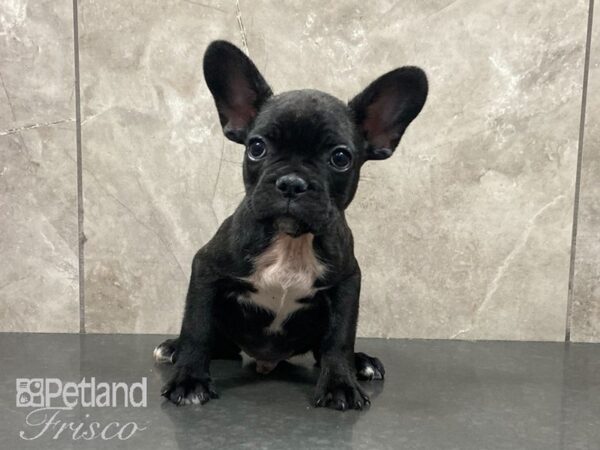 French Bulldog-DOG-Male-Brindle-29062-Petland Frisco & Mckinney, Texas
