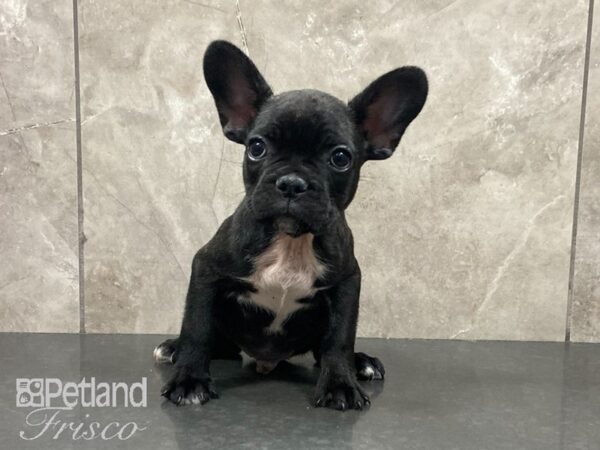 French Bulldog-DOG-Male-Brindle-29062-Petland Frisco, Texas