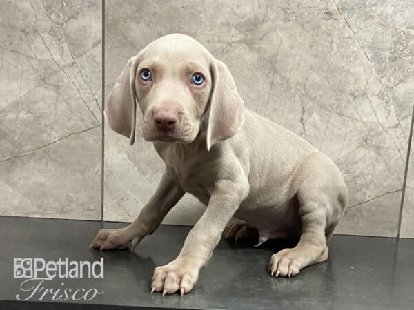 Weimaraner DOG Male Silver Gray 29061 Petland Frisco, Texas