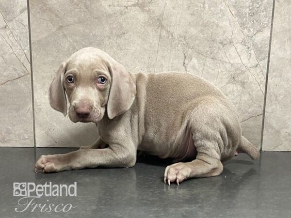 Weimaraner-DOG-Male-Silver Gray-29060-Petland Frisco, Texas