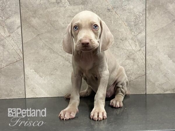 Weimaraner-DOG-Female-Silver Gray-29059-Petland Frisco, Texas