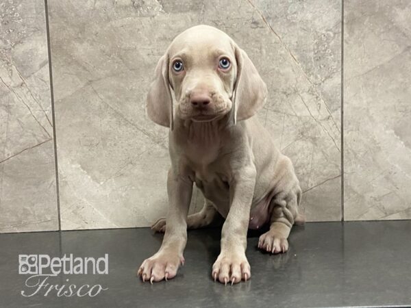 Weimaraner DOG Female Silver Gray 29059 Petland Frisco, Texas