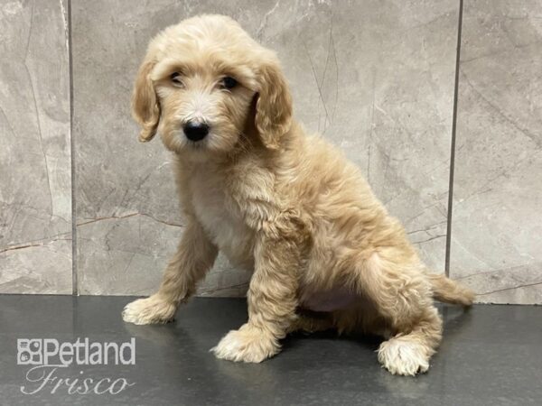 F1B Goldendoodle DOG Male Light Golden 29058 Petland Frisco, Texas