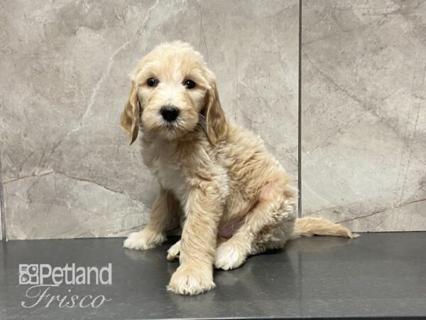 F1B Goldendoodle DOG Male Light Golden 29057 Petland Frisco, Texas