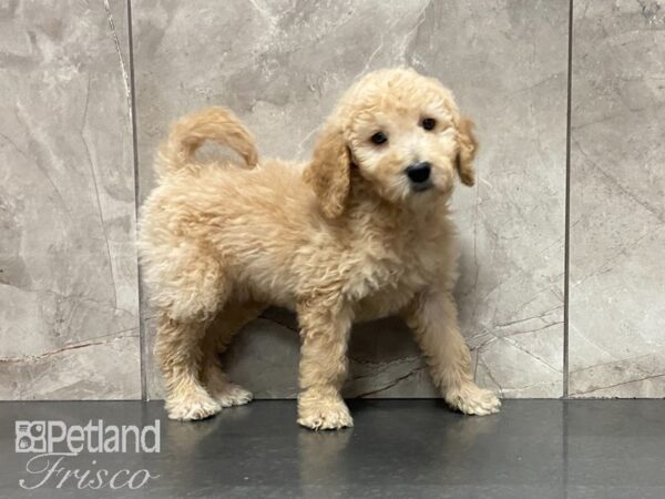 F1B Goldendoodle DOG Male Light Golden 29056 Petland Frisco, Texas