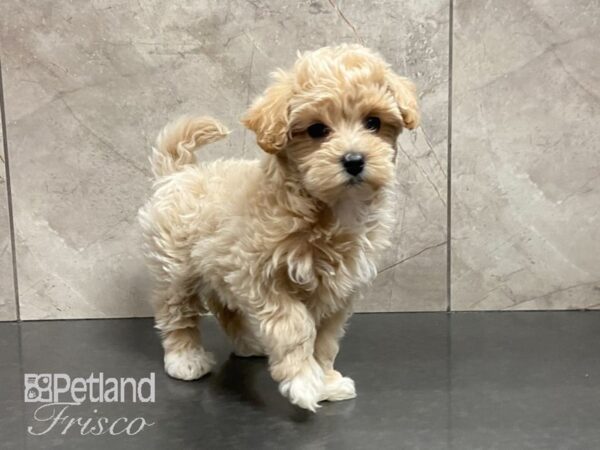 Maltipoo DOG Female Cream 29055 Petland Frisco, Texas