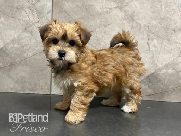 Yorkiepoo DOG Female Golden 29053 Petland Frisco, Texas