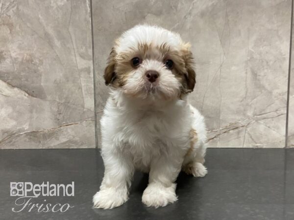 Havatzu DOG Male Brown / White 29052 Petland Frisco, Texas