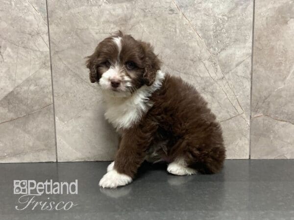 Mini Aussiedoodle-DOG-Male-Chocolate-29050-Petland Frisco, Texas