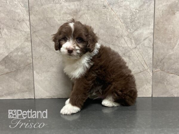 Mini Aussiedoodle-DOG-Male-Chocolate-29050-Petland Frisco & Mckinney, Texas