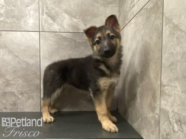 German Shepherd Dog DOG Female Black / Tan 29049 Petland Frisco, Texas