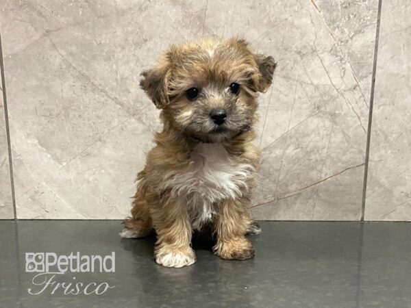 Yochon DOG Female Sable 29048 Petland Frisco, Texas