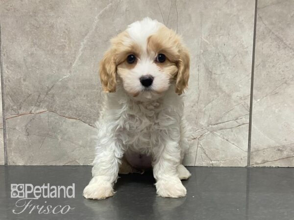 Cavachon-DOG-Female-Blenheim-29047-Petland Frisco & Mckinney, Texas