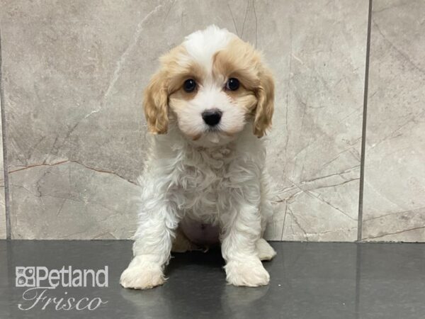 Cavachon-DOG-Female-Blenheim-29047-Petland Frisco, Texas