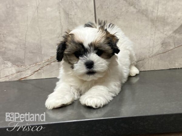 Teddy Bear-DOG-Male-Gold / White-29046-Petland Frisco & Mckinney, Texas