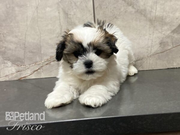 Teddy Bear-DOG-Male-Gold / White-29046-Petland Frisco, Texas