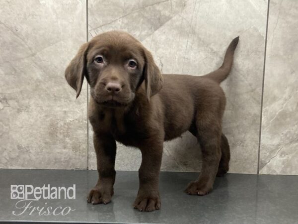 Labrador Retriever DOG Male Chocolate 29042 Petland Frisco, Texas