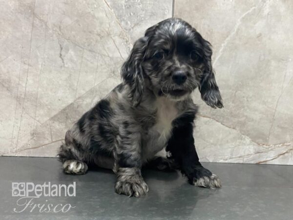 Cocker Spaniel DOG Female Blue Roan 29039 Petland Frisco, Texas