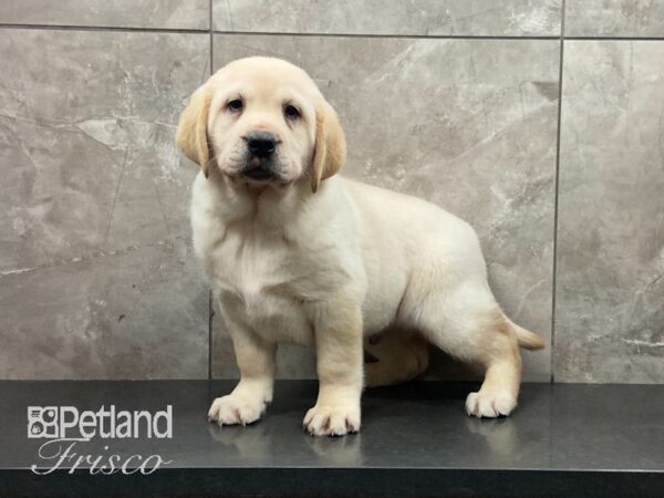 Labrador Retriever DOG Male Yellow 29070 Petland Frisco, Texas