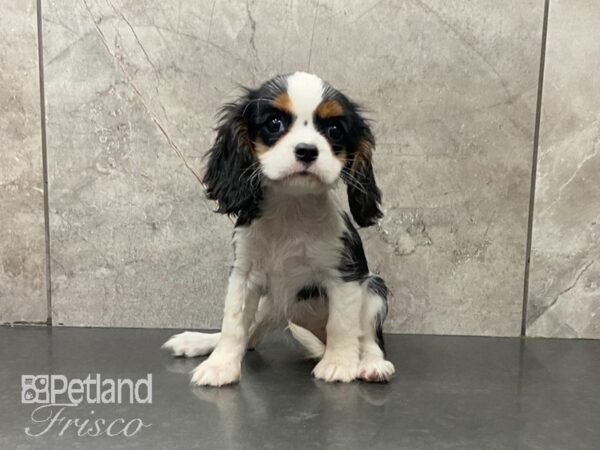 Cavalier King Charles Spaniel DOG Female Tri 29097 Petland Frisco, Texas