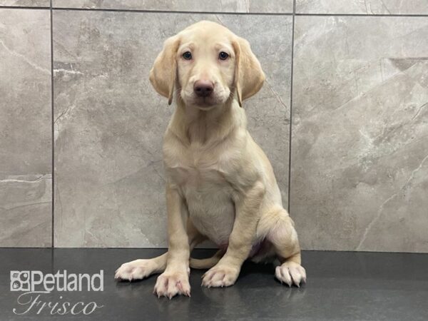 Labrador Retriever DOG Female Yellow 29098 Petland Frisco, Texas