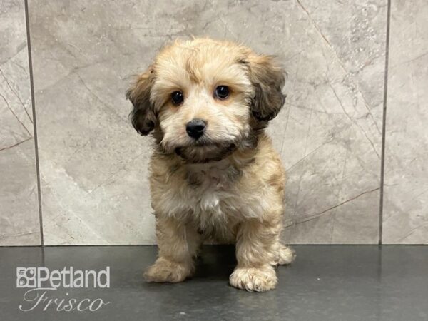 Havachon DOG Male Sable 29096 Petland Frisco, Texas