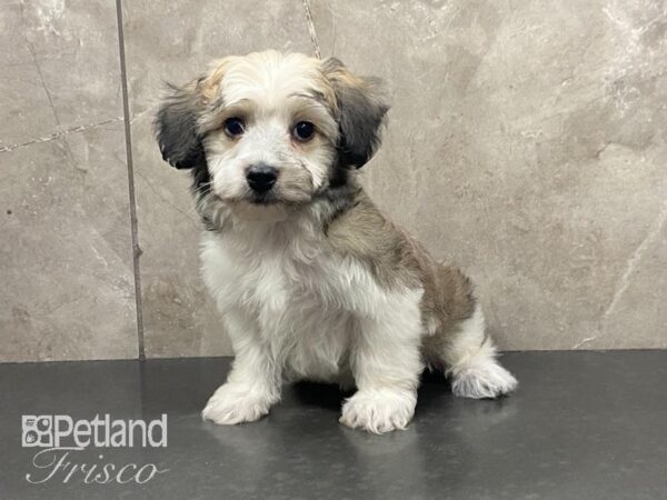 Havachon DOG Male Sable & White 29095 Petland Frisco, Texas