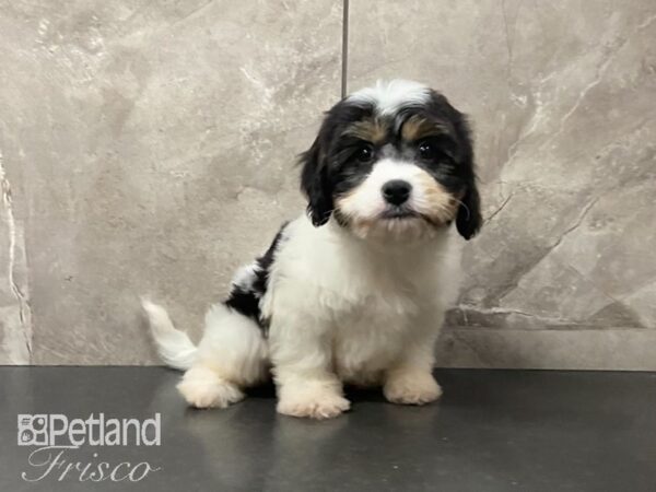 Cavachon DOG Female Black & White 29094 Petland Frisco, Texas