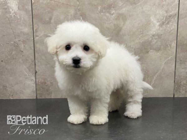 Bichon Frise DOG Female White 29093 Petland Frisco, Texas