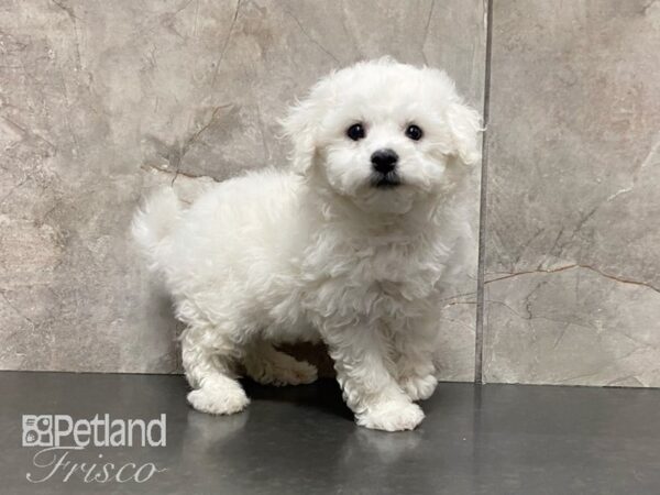 Bichon Frise-DOG-Male-White-29092-Petland Frisco & Mckinney, Texas